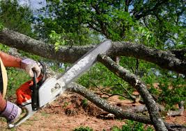 Best Tree Removal Services  in Barnesville, MN